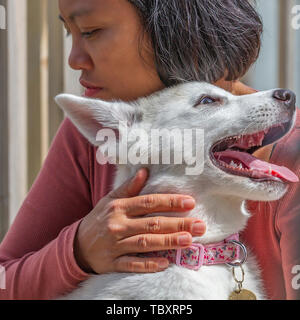 Eine orientalische Dame ihre 9 Woche alt Deutscher Schäferhund x Husky Welpe Holding, Weiß Mühlen Marina, Earls Barton, Northamptonshire, Großbritannien. Stockfoto