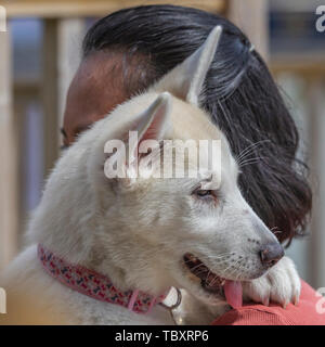 Eine orientalische Dame ihre 9 Woche alt Deutscher Schäferhund x Husky Welpe Holding, Weiß Mühlen Marina, Earls Barton, Northamptonshire, Großbritannien. Stockfoto