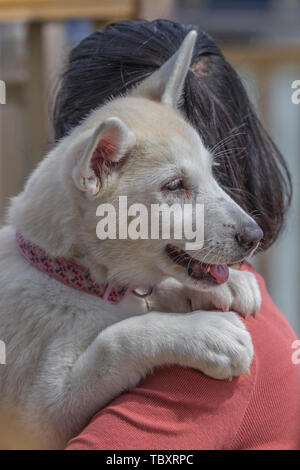 Eine orientalische Dame ihre 9 Woche alt Deutscher Schäferhund x Husky Welpe Holding, Weiß Mühlen Marina, Earls Barton, Northamptonshire, Großbritannien. Stockfoto