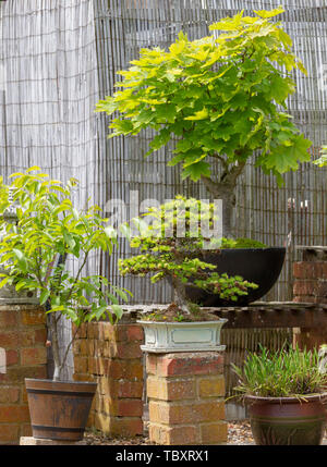 Anzeige von Bonsai in einem Garten in Northampton GROSSBRITANNIEN. Stockfoto
