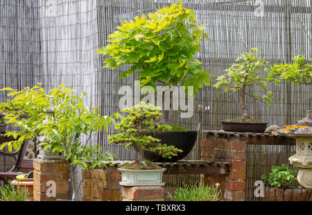 Anzeige von Bonsai in einem Garten in Northampton GROSSBRITANNIEN. Stockfoto