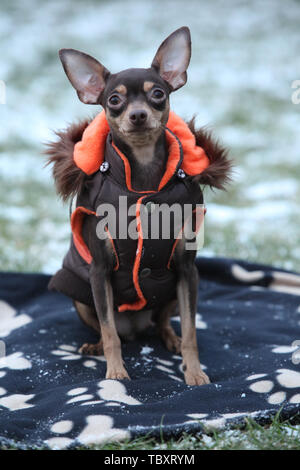 Schönes Prag ratter mit Hund Kleidung sitzen auf Decke im Winter Stockfoto