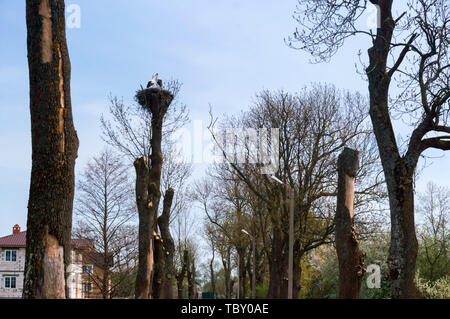 Störche im Nest auf einem Baum, Bäume und ein Vogelnest Stockfoto