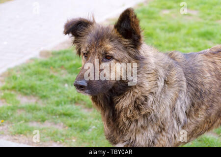 Stray Dog, Big shaggy streunender Hund Stockfoto