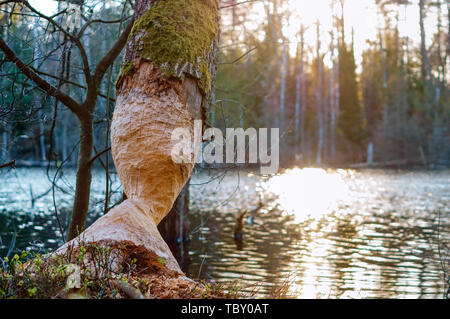 Baum angefressen von der Biber der Biber Zähne Markierungen auf einem Baumstamm Stockfoto