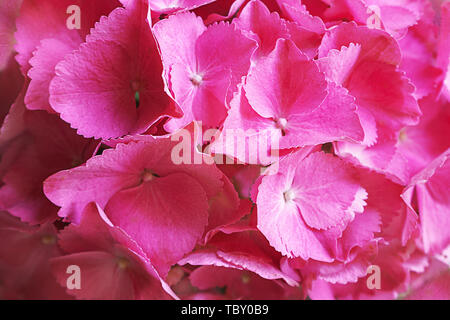 Rosa, Lila, Lila Blume hortensie Hydrangea macrophylla oder hortensia Blume blühen in einem Park und Garten. Stockfoto