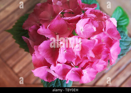 Rosa, Lila, Lila Blume hortensie Hydrangea macrophylla oder hortensia Blume blühen auf hölzernen Tisch Hintergrund. Stockfoto