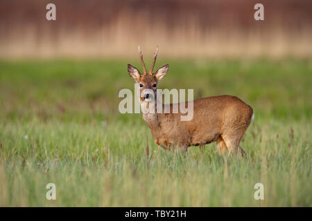 Rehe Buck im Winter Mantel im Frühjahr steht auf einer grünen Wiese bei Tageslicht Stockfoto