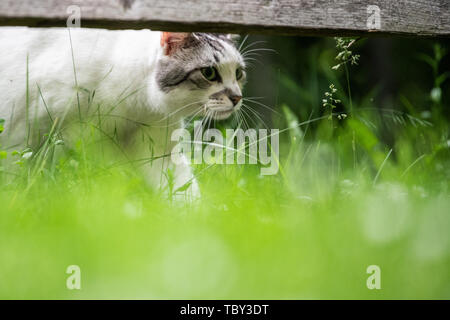 Köln, Deutschland. 03 Juni, 2019. Hanni, Hauskatze, Spaziergänge durch das Gras in einem Garten. Credit: Federico Gambarini/dpa/Alamy leben Nachrichten Stockfoto