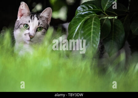 Köln, Deutschland. 03 Juni, 2019. Hanni, Hauskatze, liegt in einem Garten im Gras. Credit: Federico Gambarini/dpa/Alamy leben Nachrichten Stockfoto