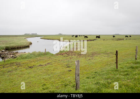 31. Mai 2019, Schleswig-Holstein, Dagebüll: Rinder weiden auf den Salzwiesen auf der Hallig Langeneß. Der 11.500 Quadratkilometer Wattenmeer erstreckt sich über 500 Kilometer Küste von Esbjerg in Dänemark bis Den Helder in den Niederlanden. Die schleswig-holsteinische Anteil der Welterbestätte ist 4400 Quadratkilometer, oder mehr als ein Drittel. Foto: Christian Charisius/dpa Stockfoto