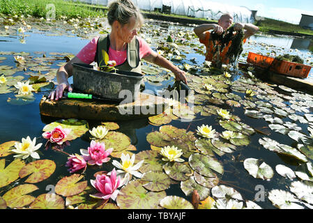 03 Juni 2020, Sachsen, Althen: Züchter Heike Finke und ihr Sohn Tom vom Wasser Gärtnerei Krause in Althen in der Nähe von Leipzig Anteil Rote und gelbe rose Pflanzen der Anziehung die Sorten "' und 'Chrometella'. Mehrere tausend Seerose Blumen, vorwiegend in den Farben Gelb, Weiß, Rosa und Rot, sind derzeit blühen in ihren drei Teiche mit einer Wasserfläche von 5.000 m². Rund 30 Sorten von Seerosen und andere Wasserpflanzen wachsen hier für Kunden in ganz Deutschland. In natürlichen Gewässern, Seerosen sind stark gefährdet und sind daher geschützt. Foto: Waltraud Grubitzsc Stockfoto