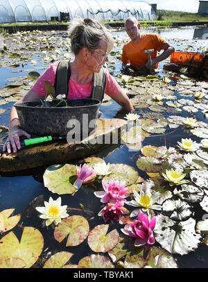 03 Juni 2020, Sachsen, Althen: Züchter Heike Finke und ihr Sohn Tom vom Wasser Gärtnerei Krause in Althen in der Nähe von Leipzig Anteil Rote und gelbe rose Pflanzen der Anziehung die Sorten "' und 'Chrometella'. Mehrere tausend Seerose Blumen, vorwiegend in den Farben Gelb, Weiß, Rosa und Rot, sind derzeit blühen in ihren drei Teiche mit einer Wasserfläche von 5.000 m². Rund 30 Sorten von Seerosen und andere Wasserpflanzen wachsen hier für Kunden in ganz Deutschland. In natürlichen Gewässern, Seerosen sind stark gefährdet und sind daher geschützt. Foto: Waltraud Grubitzsc Stockfoto