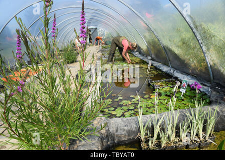 Althen, Deutschland. 03 Juni, 2020. Heike Finke arbeitet im Gewächshaus der Krause wasser Gärtnerei in Althen in der Nähe von Leipzig. Mehrere tausend Seerose Blumen, vorwiegend in den Farben Gelb, Weiß, Rosa und Rot, sind derzeit blühen in ihren drei Teiche mit einer Wasserfläche von 5.000 m². Rund 30 Sorten von Seerosen und andere Wasserpflanzen wachsen hier für Kunden in ganz Deutschland. In natürlichen Gewässern, Seerosen sind stark gefährdet und sind daher geschützt. Credit: Waltraud Grubitzsch/dpa-Zentralbild/ZB/dpa/Alamy leben Nachrichten Stockfoto