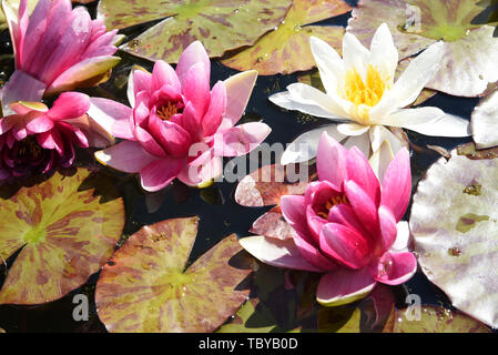 03 Juni 2020, Sachsen, Althen: Krause Wasserpflanzen Baumschule in Althen in der Nähe von Leipzig, roten und gelben Seerosen der 'Attraktion' und 'Chromatella' Sorten blühen. Mehrere tausend Seerose Blumen, vorwiegend in den Farben Gelb, Weiß, Rosa und Rot, sind derzeit blühen in ihren drei Teiche mit einer Wasserfläche von 5.000 m². Rund 30 Sorten von Seerosen und andere Wasserpflanzen wachsen hier für Kunden in ganz Deutschland. In natürlichen Gewässern, Seerosen sind stark gefährdet und sind daher geschützt. Foto: Waltraud Grubitzsch/dpa-Zentralbild/ZB Stockfoto