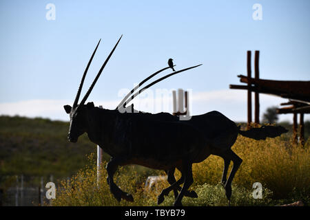 Ein Vogel Silhouette auf dem Metall Statue eines Oryx Antilope (Oryx gazella) am Eingang eines Staates camp site in der Kgalagadi Transfrontier National Park, am 26.02.2019. Die zwei Hörner und schwarze Gesichtsmaske sind typisch für diese bis zu 200 kg Antilopenarten. Der Kgalagadi Transfrontier National Park wurde im Jahr 1999 durch die Zusammenlegung der südafrikanischen Kalahari Gemsbok National Park und der Gemsbok Nationalpark in Botswana und ist eine grenzüberschreitende Naturschutzgebiet im Kalahariwssste mit einer Fläche von rund 38.000 Quadratkilometern. Der Park ist bekannt für die Löwen, die sich häufig als bekannt Stockfoto