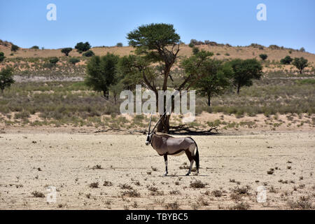 Oryx Antilope (Oryx gazella) im Kgalagadi Transfrontier National Park, am 25.02.2019. Die zwei Hörner und schwarze Gesichtsmaske sind typisch für diese bis zu 200 kg Antilopenarten. Der Kgalagadi Transfrontier National Park wurde im Jahr 1999 durch die Zusammenlegung der südafrikanischen Kalahari Gemsbok National Park und der Gemsbok Nationalpark in Botswana und ist eine grenzüberschreitende Naturschutzgebiet im Kalahariwssste mit einer Fläche von rund 38.000 Quadratkilometern. Der Park ist bekannt für die Löwen, die häufig dort zu finden sind, sondern auch für zahlreiche andere Tiere, die hier leben, bekannt. Foto: Matthias Stockfoto
