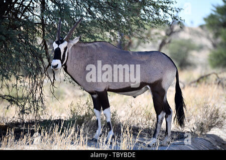 Oryx Antilope (Oryx gazella) mit gebrochenen Leichenwagen in der Kgalagadi Transfrontier National Park, am 25.02.2019. Die zwei Hörner und schwarze Gesichtsmaske sind typisch für diese bis zu 200 kg Antilopenarten. Der Kgalagadi Transfrontier National Park wurde im Jahr 1999 durch die Zusammenlegung der südafrikanischen Kalahari Gemsbok National Park und der Gemsbok Nationalpark in Botswana und ist eine grenzüberschreitende Naturschutzgebiet im Kalahariwssste mit einer Fläche von rund 38.000 Quadratkilometern. Der Park ist bekannt für die Löwen, die häufig dort zu finden sind, sondern auch für zahlreiche andere Wildtiere, leben er bekannt Stockfoto