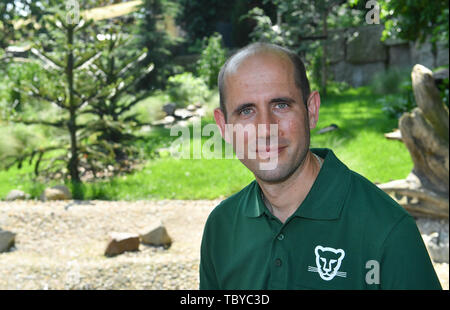 Halle, Deutschland. 04 Juni, 2019. Dennis Müller, Direktor von Halle Zoo, sitzt vor der neuen Pudu. Der Zoo hat jetzt rund 130.000 Euro in zwei neue Einrichtungen für Süden Pudeln und Spoonhounds investiert. Die Halle Zoo beherbergt 1700 Tiere aus 250 Arten. Im Jahr 2018 472.000 Besucher wurden gezählt. Foto: Hendrik Schmidt/dpa-Zentralbild/ZB Quelle: dpa Picture alliance/Alamy leben Nachrichten Stockfoto
