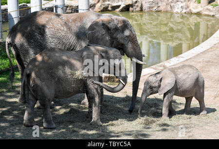 Halle, Deutschland. 04 Juni, 2019. Elefanten in ihrem Gehege im Zoo in Halle/Saale. Die Halle Zoo beherbergt 1700 Tiere aus 250 Arten. Im Jahr 2018 472.000 Besucher wurden gezählt. Foto: Hendrik Schmidt/dpa-Zentralbild/ZB Quelle: dpa Picture alliance/Alamy leben Nachrichten Stockfoto