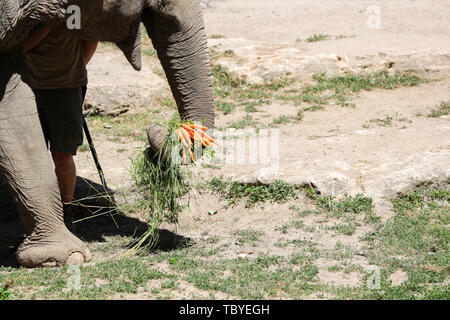 Leipzig, Deutschland. 03 Juni, 2019. Der Elefant Don Chung geht mit ein paar Karotten durch den Elefanten Gehäuse im Leipziger Zoo. Kredite: Jan Woitas/dpa-Zentralbild/dpa/Alamy leben Nachrichten Stockfoto