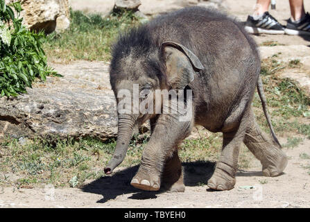 Leipzig, Deutschland. 03 Juni, 2019. Der kleine Elefantenbulle ist im Leipziger Zoo die Kleinkindtaufe. Der Tiergarten hatte Tausende von Namen Anregungen erhalten haben, und der Sieger war Ben Lang. Das bedeutet so viel wie ausdauernd Trotz der Widrigkeiten. Der kleine Elefant wurde am 25. Januar geboren. Nach, dass es auf den ersten holprigen ging, weil seine Mutter Hoa ihn nicht akzeptieren. Er ist auf Ersatz Milch gefüttert und nach dem Zoo, ist in letzter Zeit gut entwickelt. Kredite: Jan Woitas/dpa-Zentralbild/ZB/dpa/Alamy leben Nachrichten Stockfoto