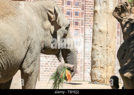 Leipzig, Deutschland. 03 Juni, 2019. Der Elefant Don Chung geht mit ein paar Karotten durch den Elefanten Gehäuse im Leipziger Zoo. Kredite: Jan Woitas/dpa-Zentralbild/dpa/Alamy leben Nachrichten Stockfoto