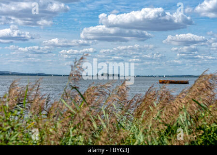 Schilf am Ufer des Steinhuder Meer Stockfoto