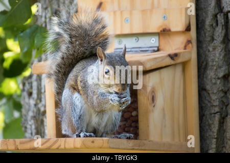 Tierwelt: östlichen grauen Eichhörnchen auf einem hausgemachten squirrel Feeder. (Sciurus carolinensis). Stockfoto