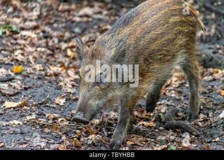 Wildschwein frisches Wildschwein mitten im Wald Stockfoto