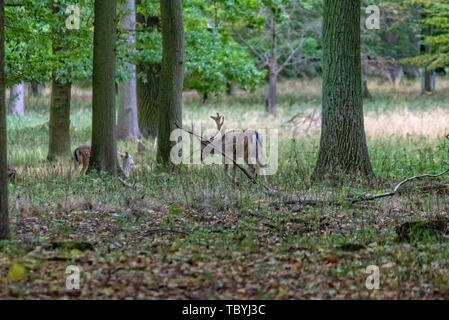Ein Reh-Pack mitten im Wald Stockfoto