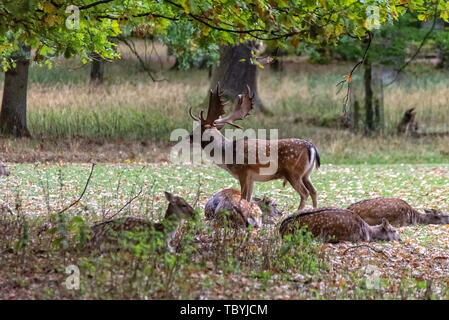 Ein Reh-Pack mitten im Wald Stockfoto