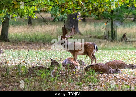 Ein Reh-Pack mitten im Wald Stockfoto