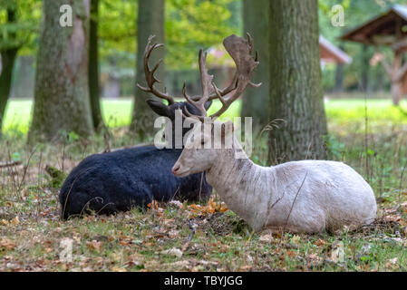 Ein Reh-Pack mitten im Wald Stockfoto