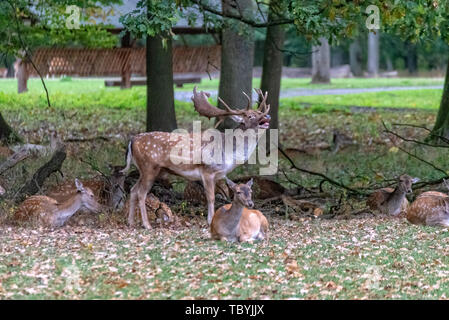 Ein Reh-Pack mitten im Wald Stockfoto