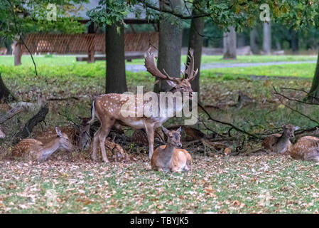 Ein Reh-Pack mitten im Wald Stockfoto