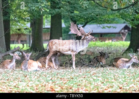 Ein Reh-Pack mitten im Wald Stockfoto