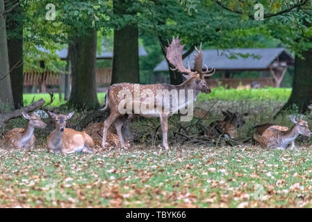 Ein Reh-Pack mitten im Wald Stockfoto