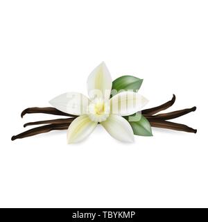 Vector 3d Realistische Komposition mit süß duftenden frischen Vanille Blüte mit getrockneten Samenkapseln und Blätter Set Closeup isoliert auf weißem Hintergrund Stock Vektor