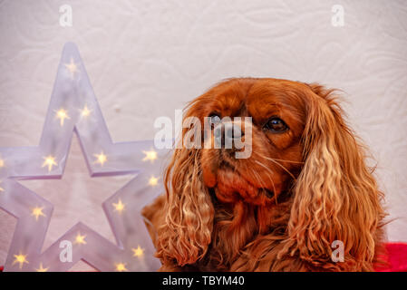 Cavalier King Charles Spaniel hund Weihnachten Stockfoto