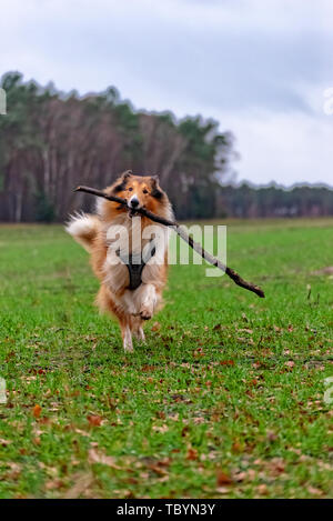 Amerikanische Langhaar Collie Stockfoto