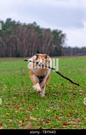 Amerikanische Langhaar Collie Stockfoto
