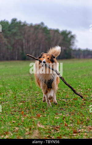 Amerikanische Langhaar Collie Stockfoto