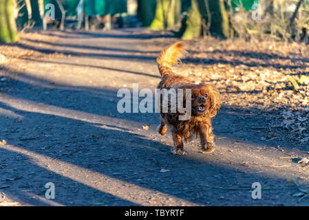Cavalier King Charles Spaniel hund ist Spaß in den Wald Stockfoto