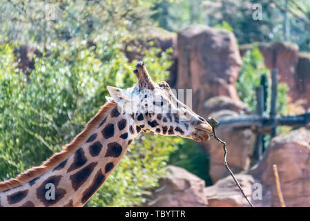 Giraffe läuft durch die Steppe in Afrika Stockfoto