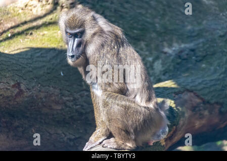 Bohrer Affe hält Ausschau, die in seinem Hoheitsgebiet Stockfoto