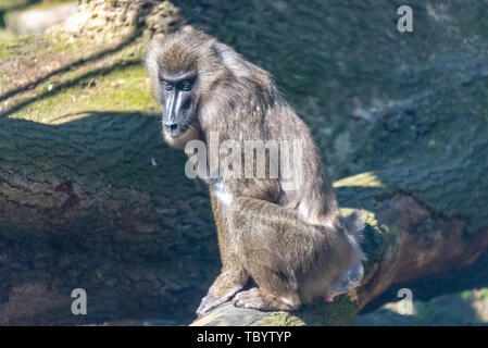 Bohrer Affe hält Ausschau, die in seinem Hoheitsgebiet Stockfoto