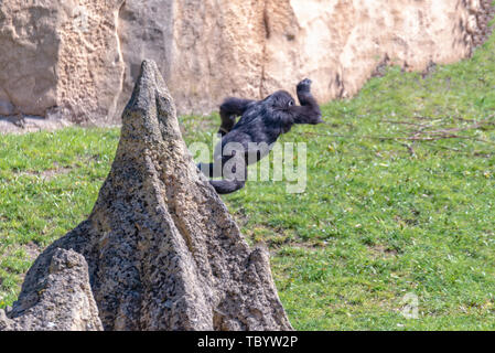 Flachlandgorilla baby springt von einem Hügel Stockfoto