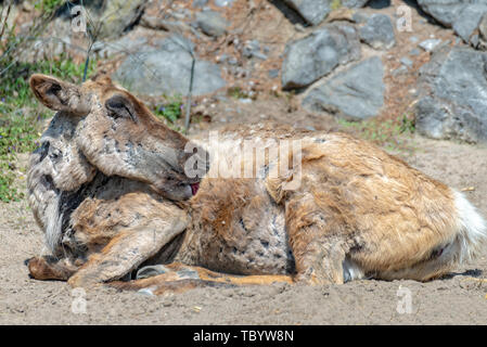 Alte und verletzte Caribou leckt seine Wunden Stockfoto