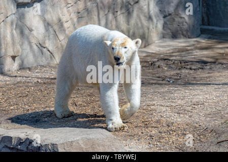 Eisbären Weibchen steht auf dem Felsen und geniesst die Sonne Stockfoto